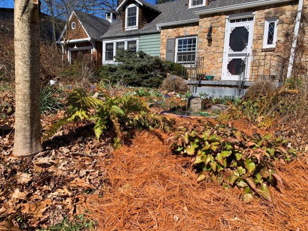 There really isn’t any need to rake out old leaves before adding a fresh layer of pine straw. The resulting mini air pockets are really good for a plant’s root system.