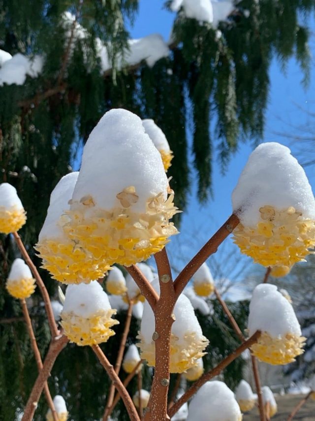 This Edgeworthia (Paper Bush to many) looks almost Seuss-like in the winter with it’s cap of white.
