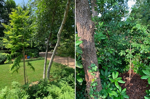 Larger and older dogwood tree on left and smaller