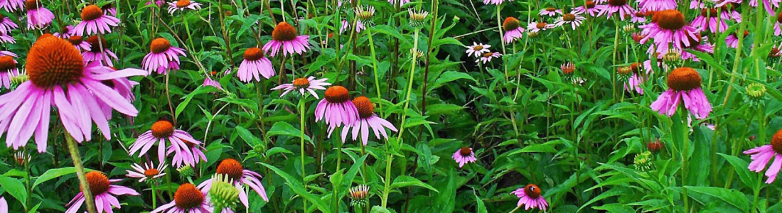 Great Garden Herbs for your Tennessee Garden Design