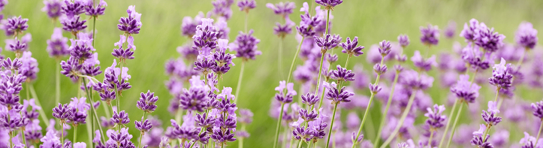 10 Herbs You Can Use as Pesticides in Your Sustainable Gardening